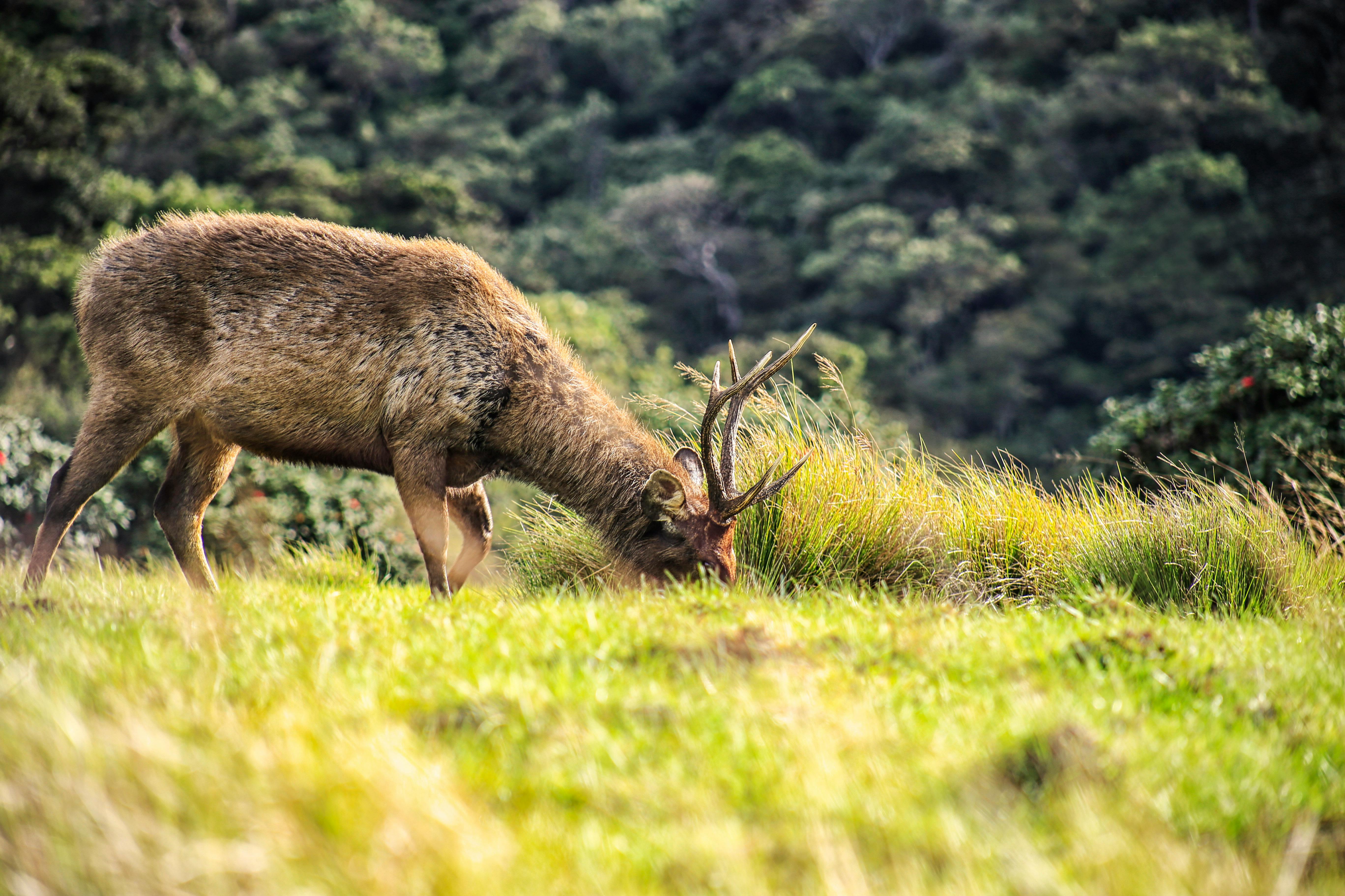 A dramatic panoramic view from World's End in Horton Plains National Park, showing distant mountains and misty valleys