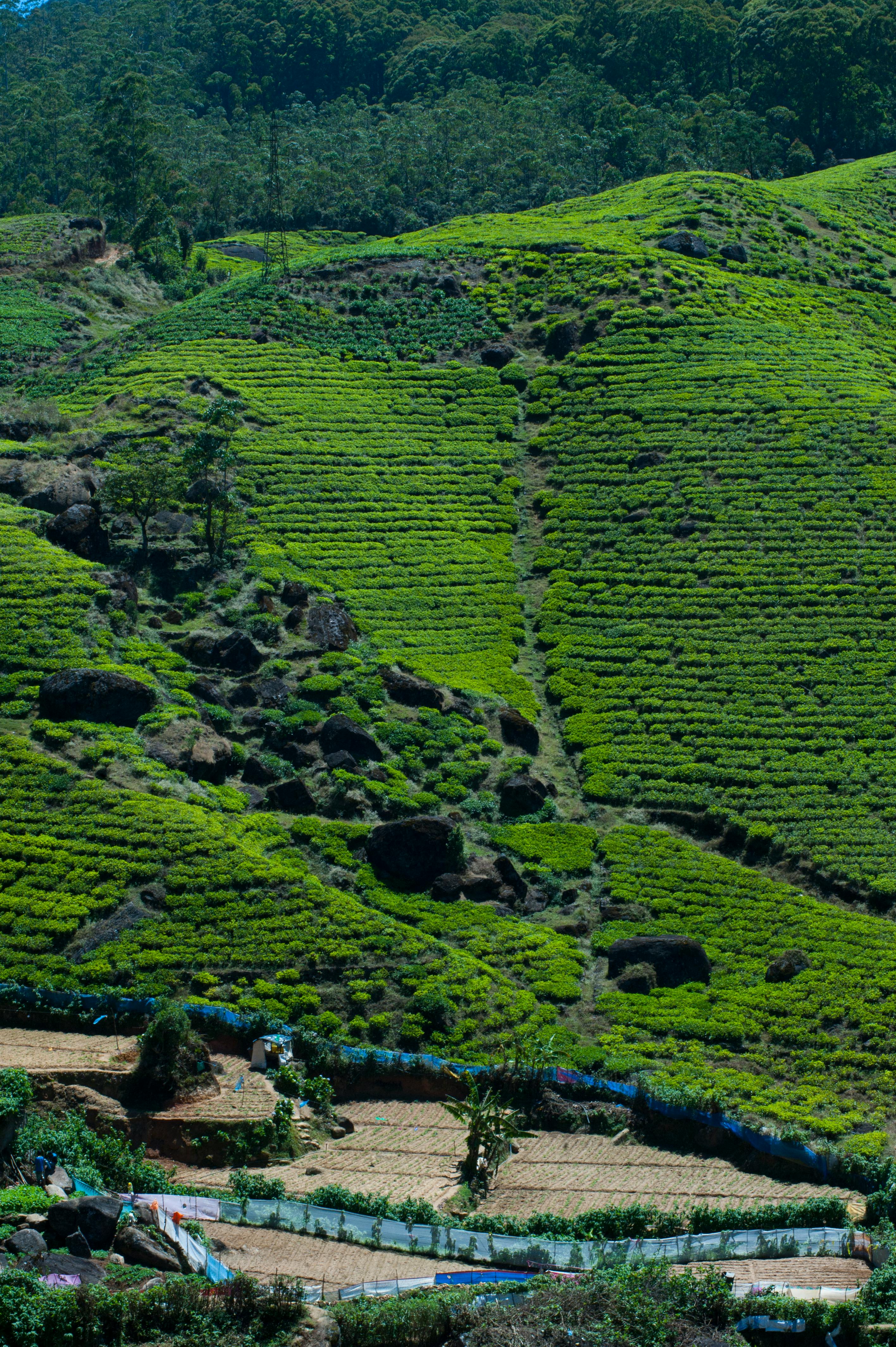 Vast, emerald green tea plantations stretching across rolling hills in Nuwara Eliya under a bright sky